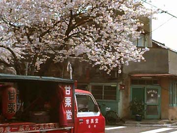 sakura