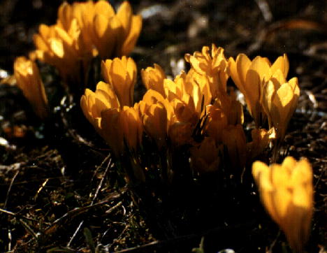 �N���b�J�X