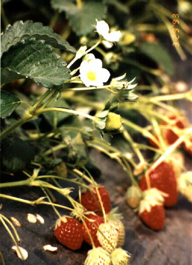 �C�`�S�̉ԂƃC�`�S