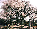 SAKURAC.JPG