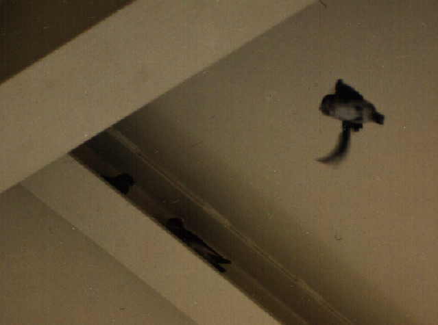 �������̉��ɉ�